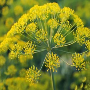 فروش عمده اسانس باریجه با بهترین قیمت