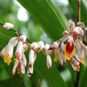 فروش عمده اسانس هل با بهترین قیمت