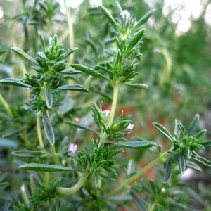 فروش عمده ترپن مرزه با بهترین قیمت