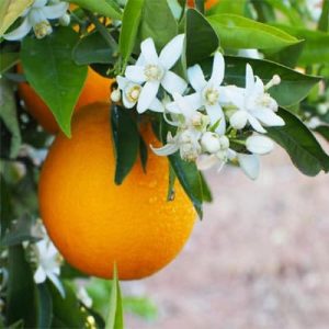 فروش عمده اسانس بهار نارنج با بهترین قیمت