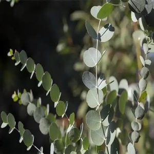 فروش عمده اسانس اکالیپتوس با بهترین قیمت